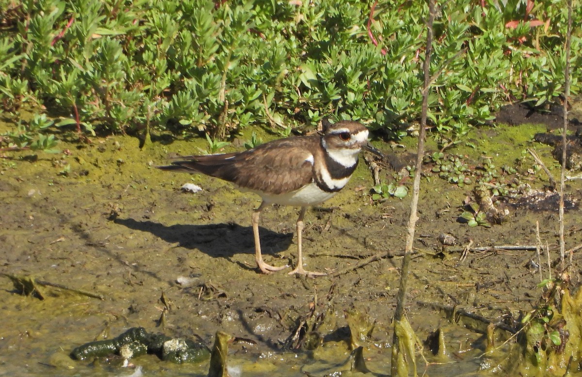 Killdeer - Forest Chapman