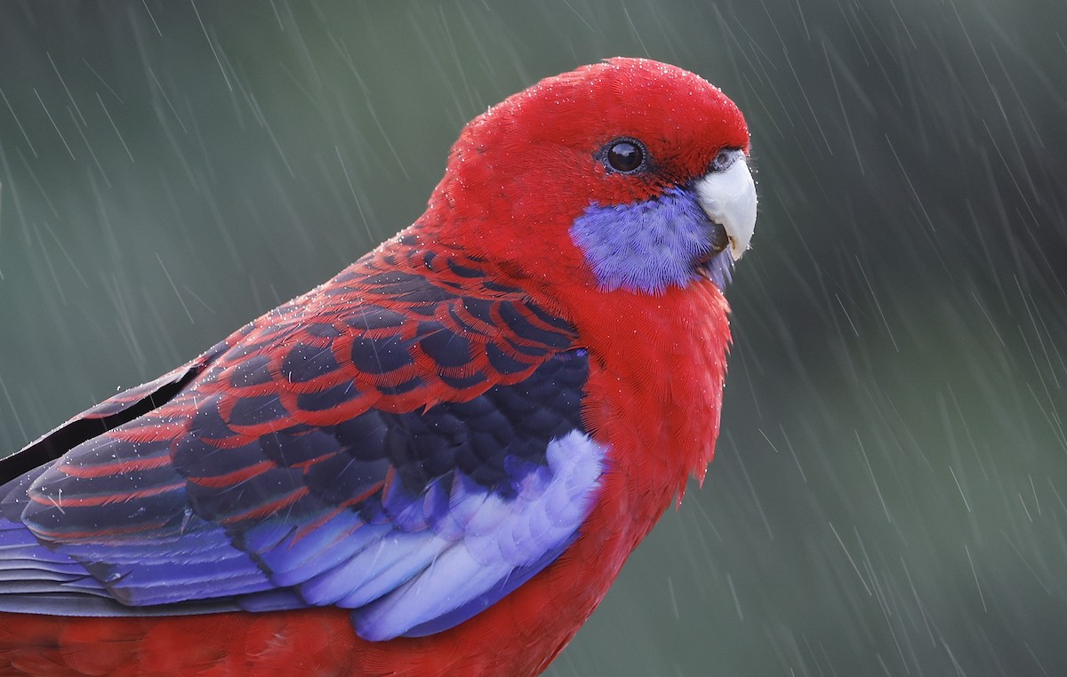 Crimson Rosella - ML618306980