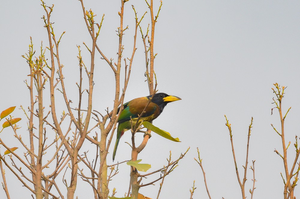 Great Barbet - Binit Bhusal