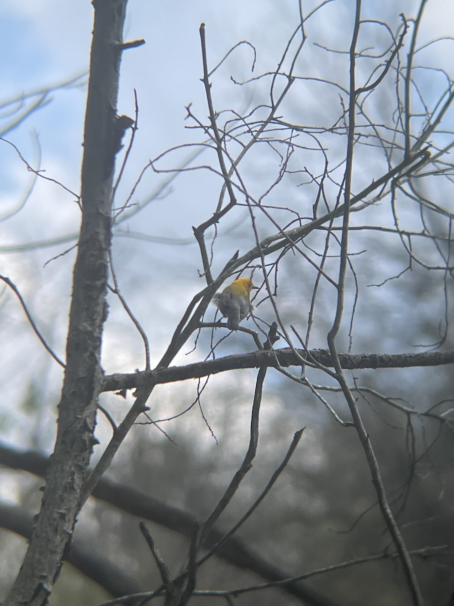 Prothonotary Warbler - Paul Fedorowicz