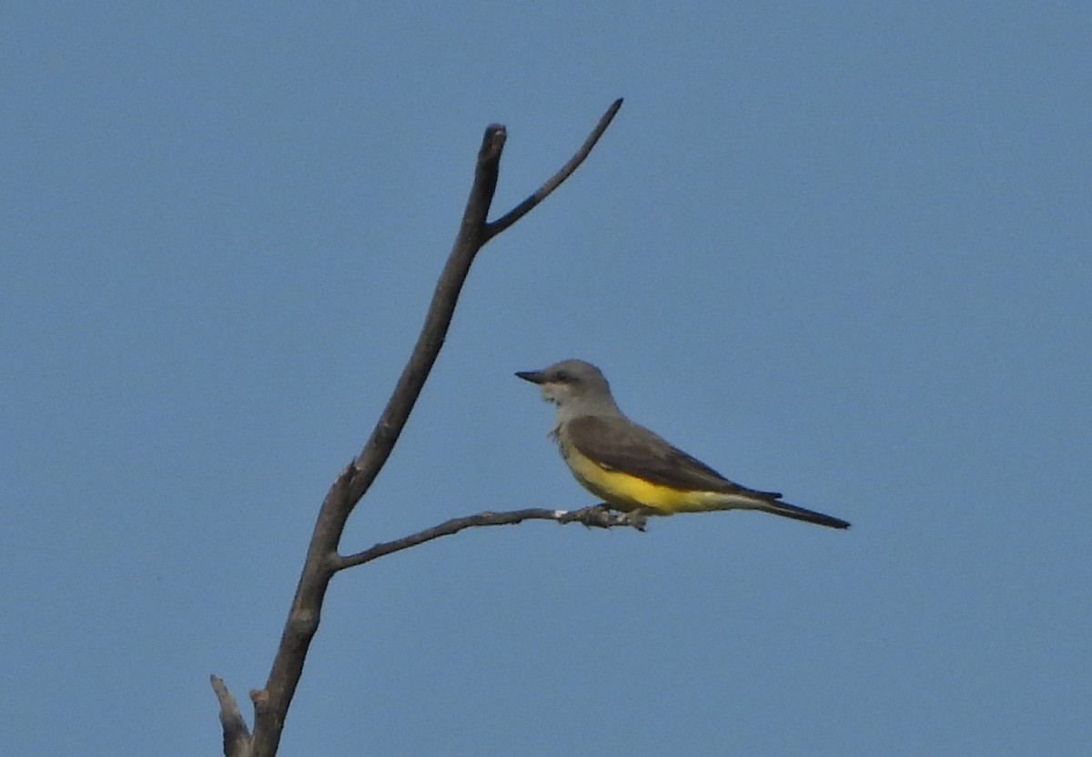 Western Kingbird - Forest Chapman