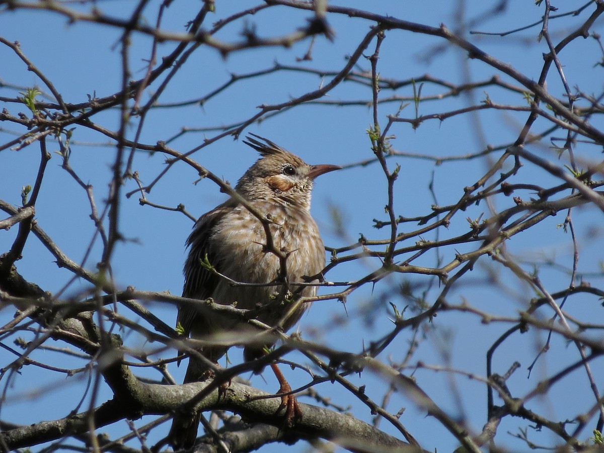 Lark-like Brushrunner - ML618307065