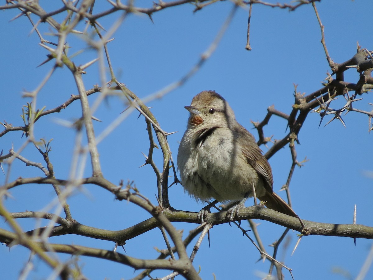 Short-billed Canastero - ML618307067