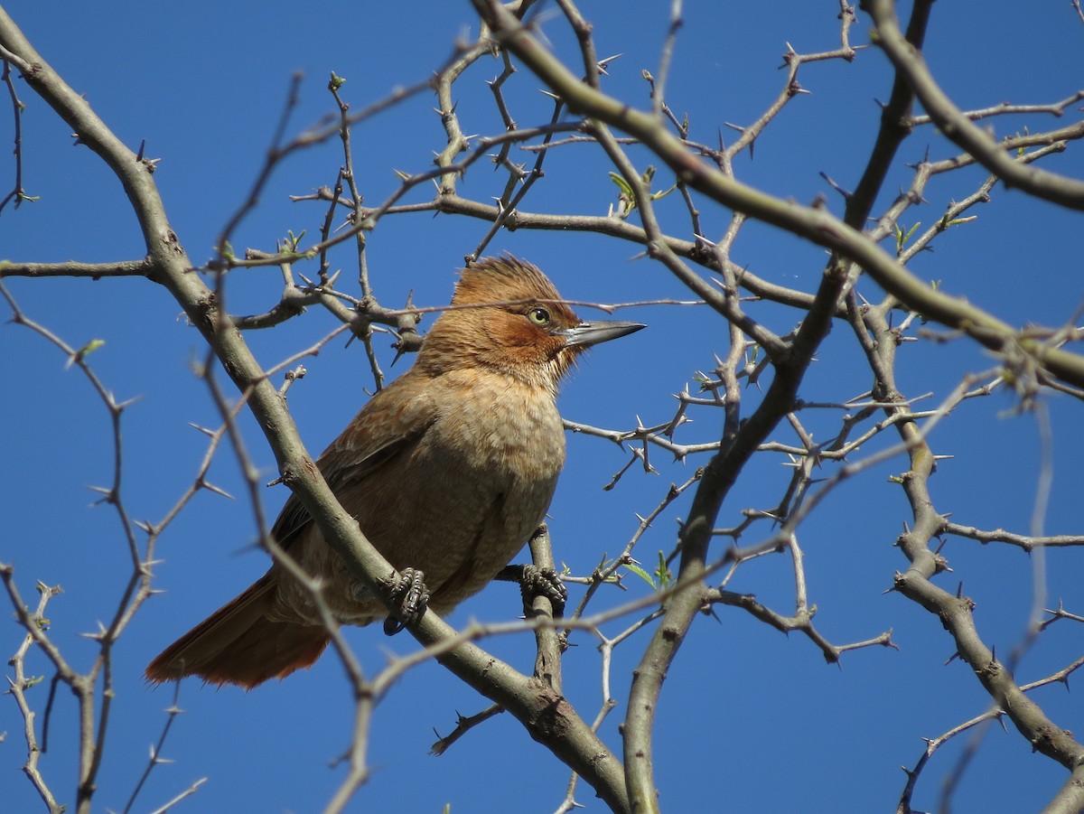 Brown Cacholote - ML618307072