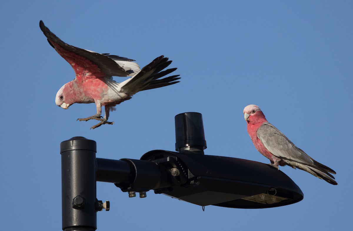 Galah - ML618307077