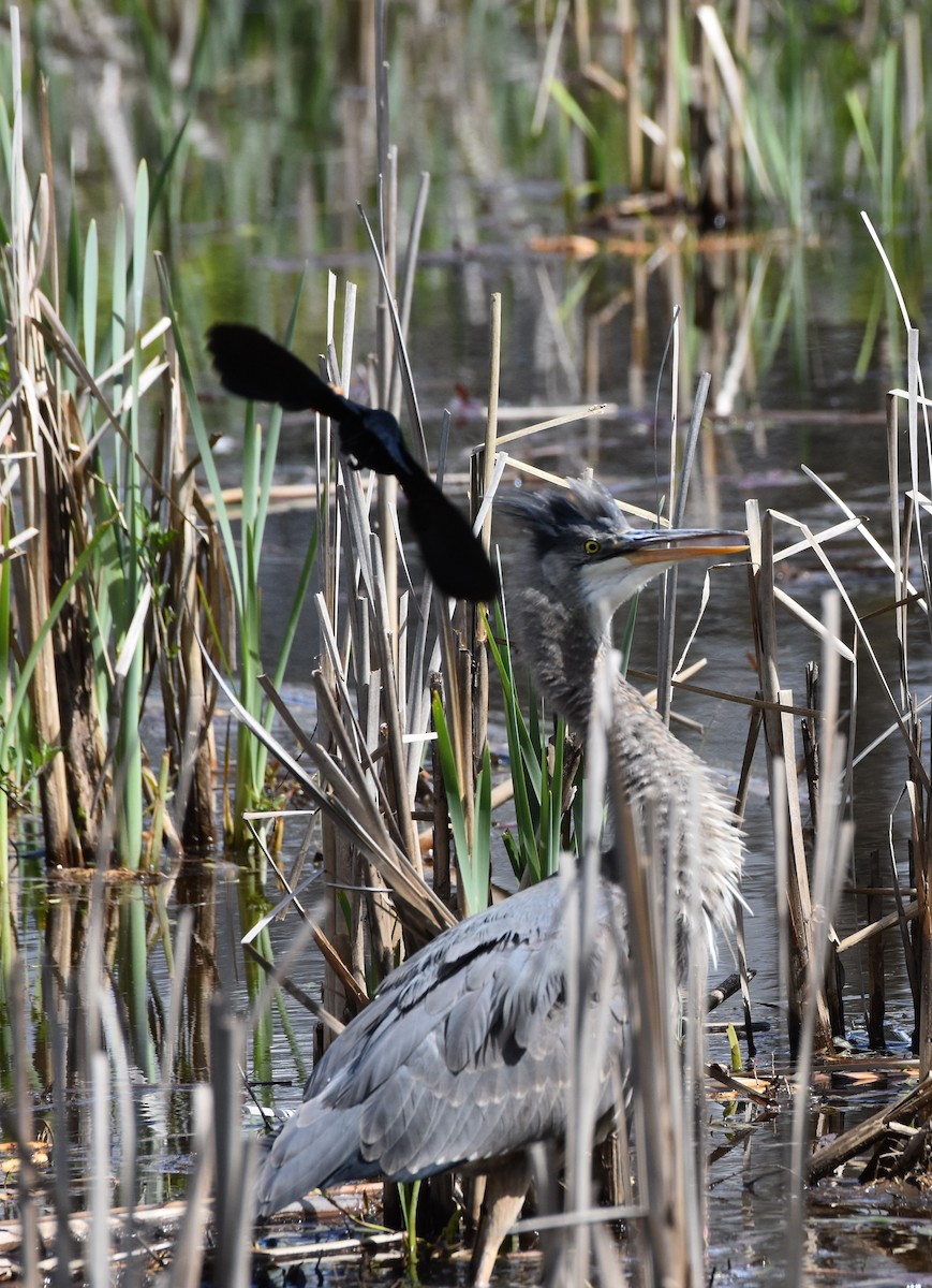 volavka velká - ML618307085