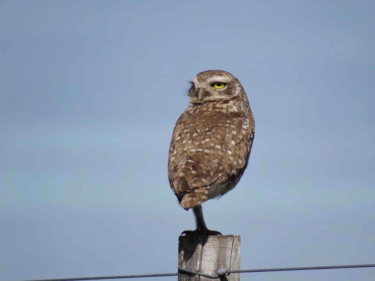 Burrowing Owl - ML618307119