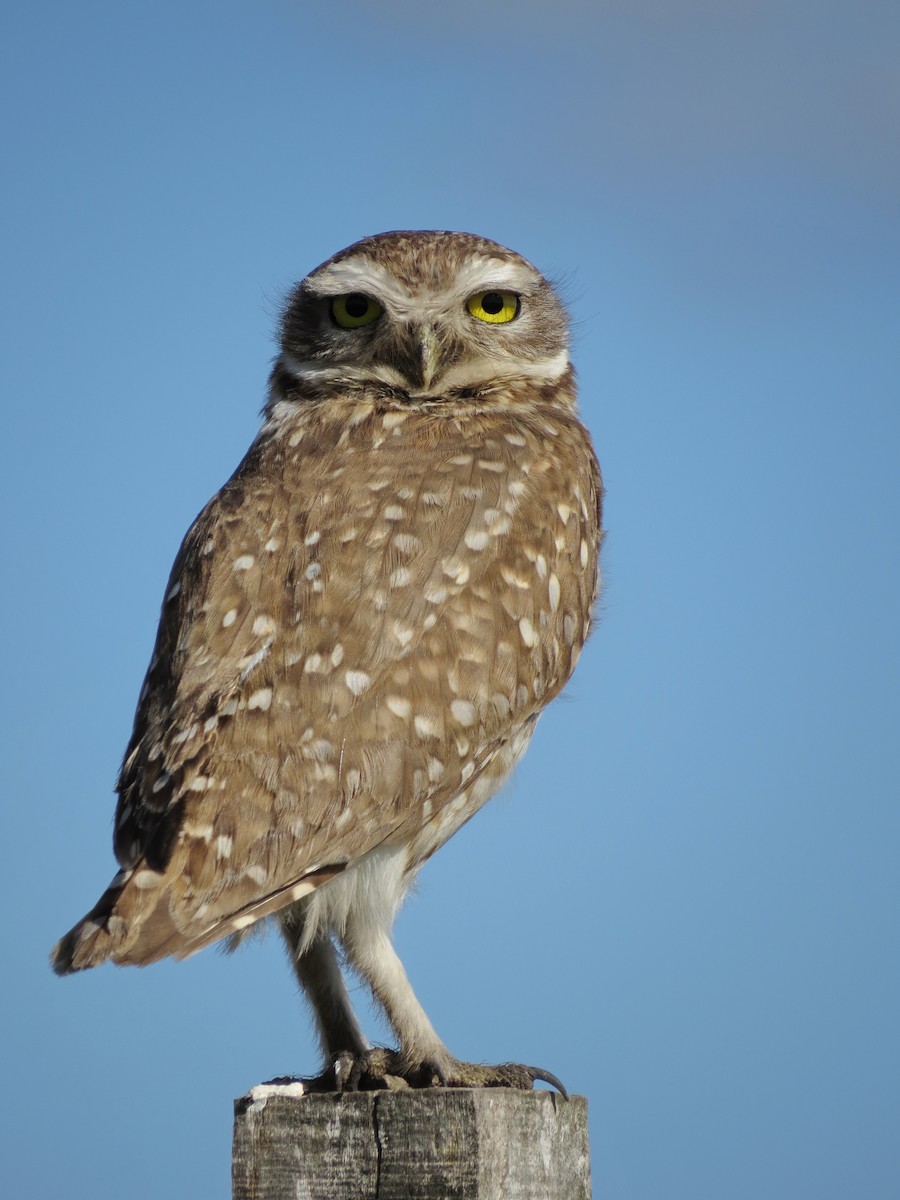 Burrowing Owl - ML618307120