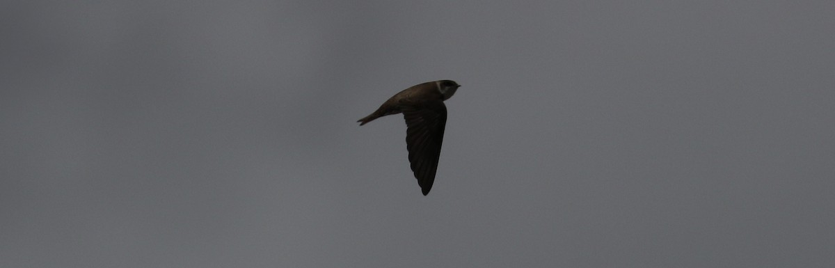 Bank Swallow - ML618307126