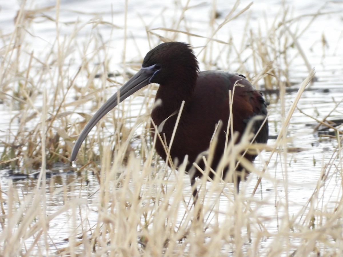 Glossy Ibis - John Lundgren