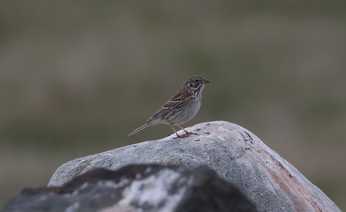 Vesper Sparrow - ML618307139