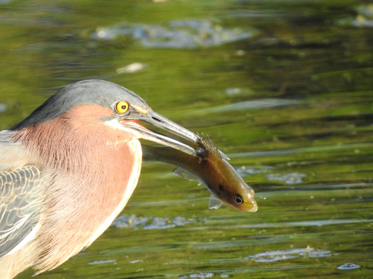 Green Heron - Joseph Aubert