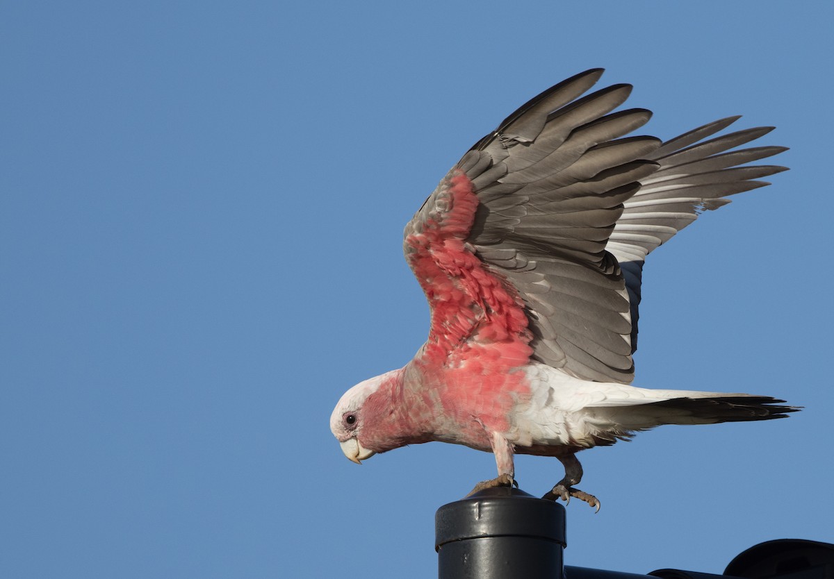 Cacatúa Galah - ML618307164