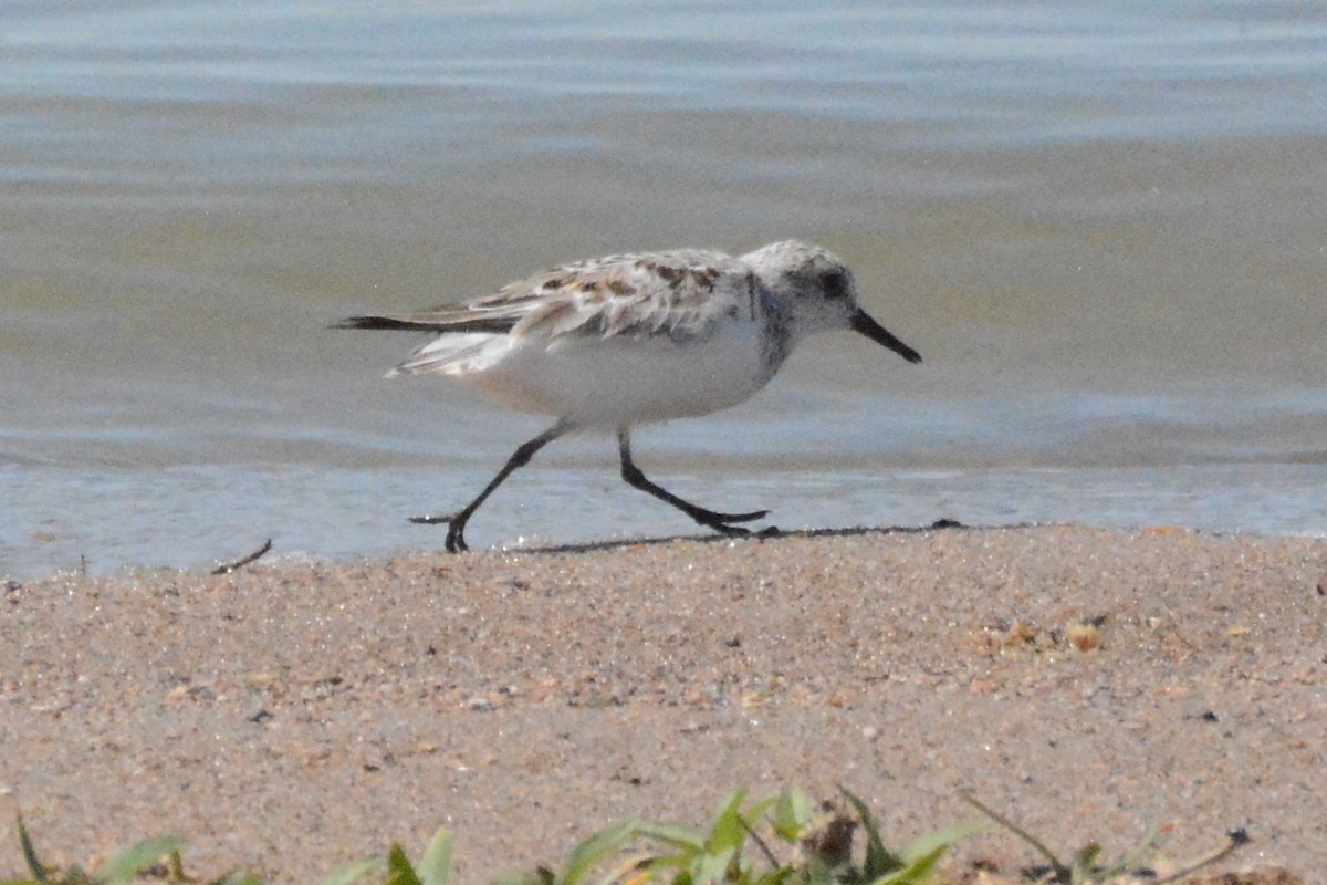 Sanderling - ML618307175