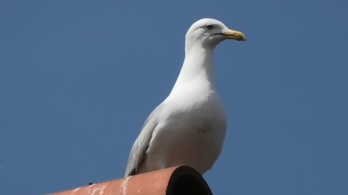 Herring Gull - Christopher Bourne