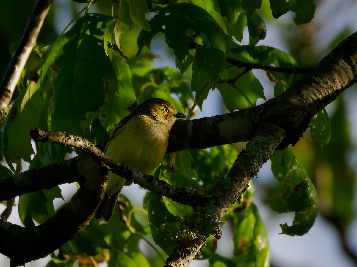 White-eyed Vireo - Richard Henderson