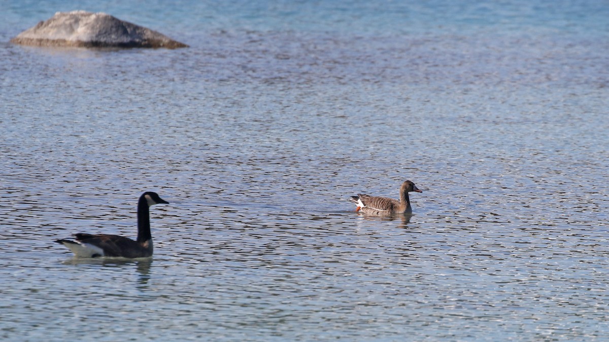 Greater White-fronted Goose - ML618307242