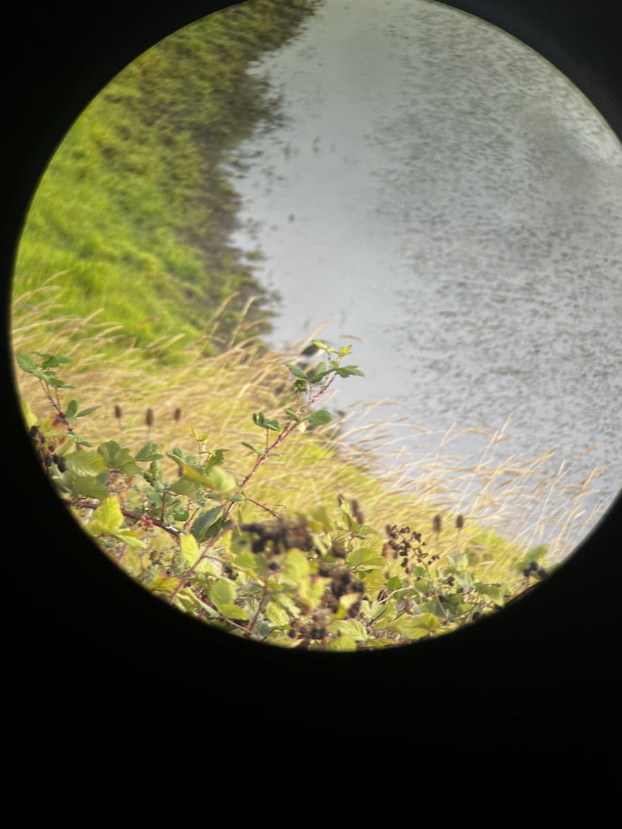 Black-crowned Night Heron - ML618307310