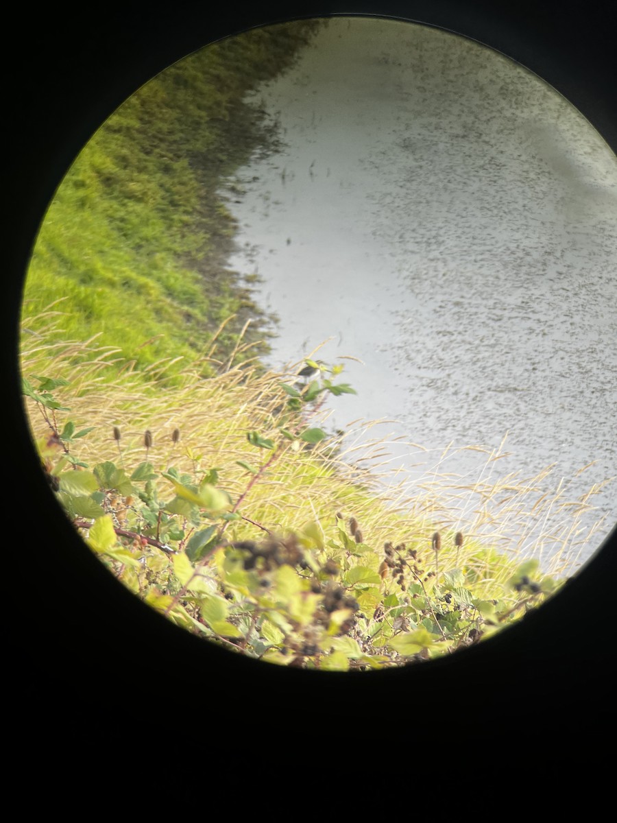 Black-crowned Night Heron - ML618307311