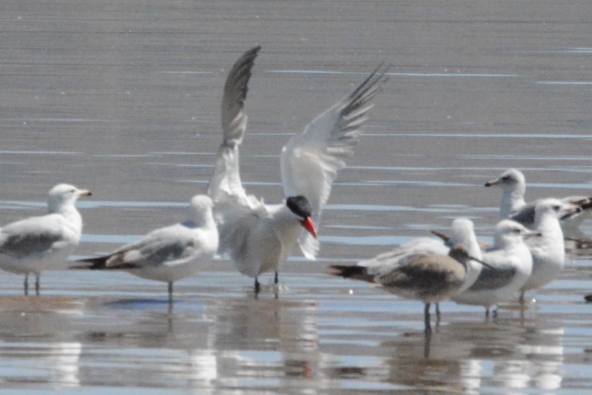 Caspian Tern - ML618307320