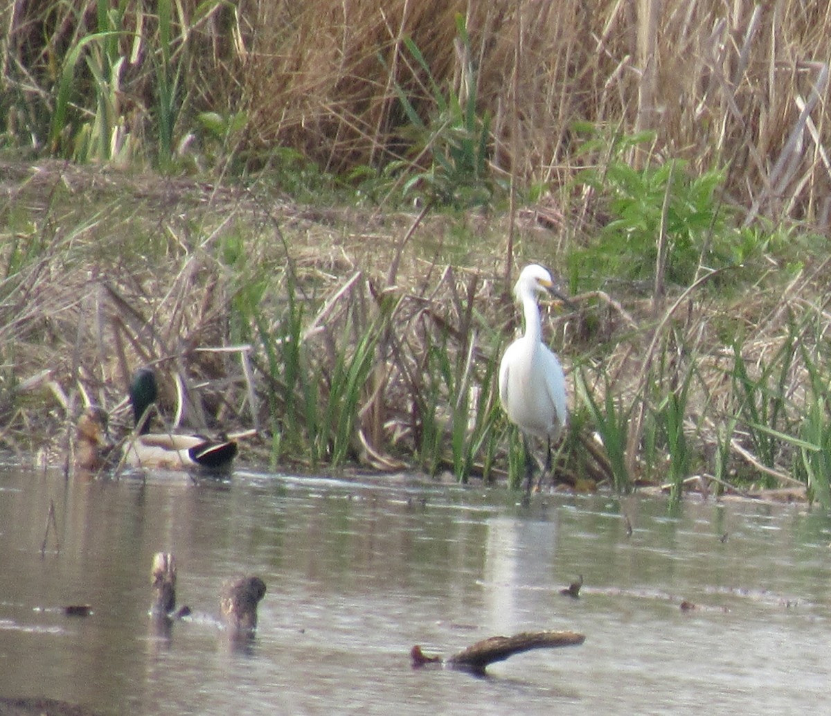 Snowy Egret - Mike Champine