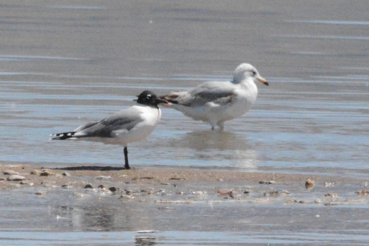 Franklin's Gull - ML618307393