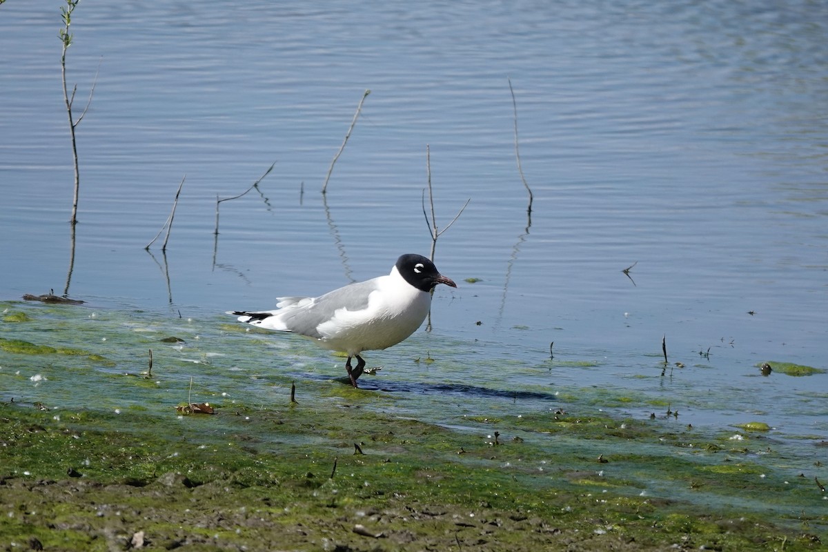 Mouette de Franklin - ML618307428