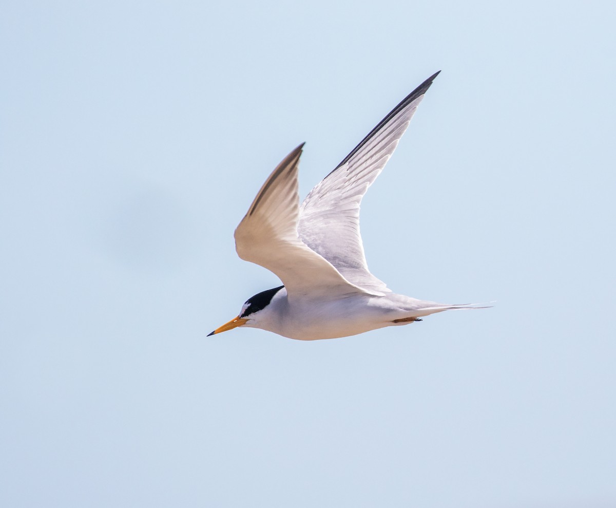 Least Tern - William Price