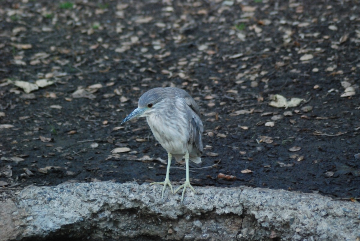 Black-crowned Night Heron - ML618307501