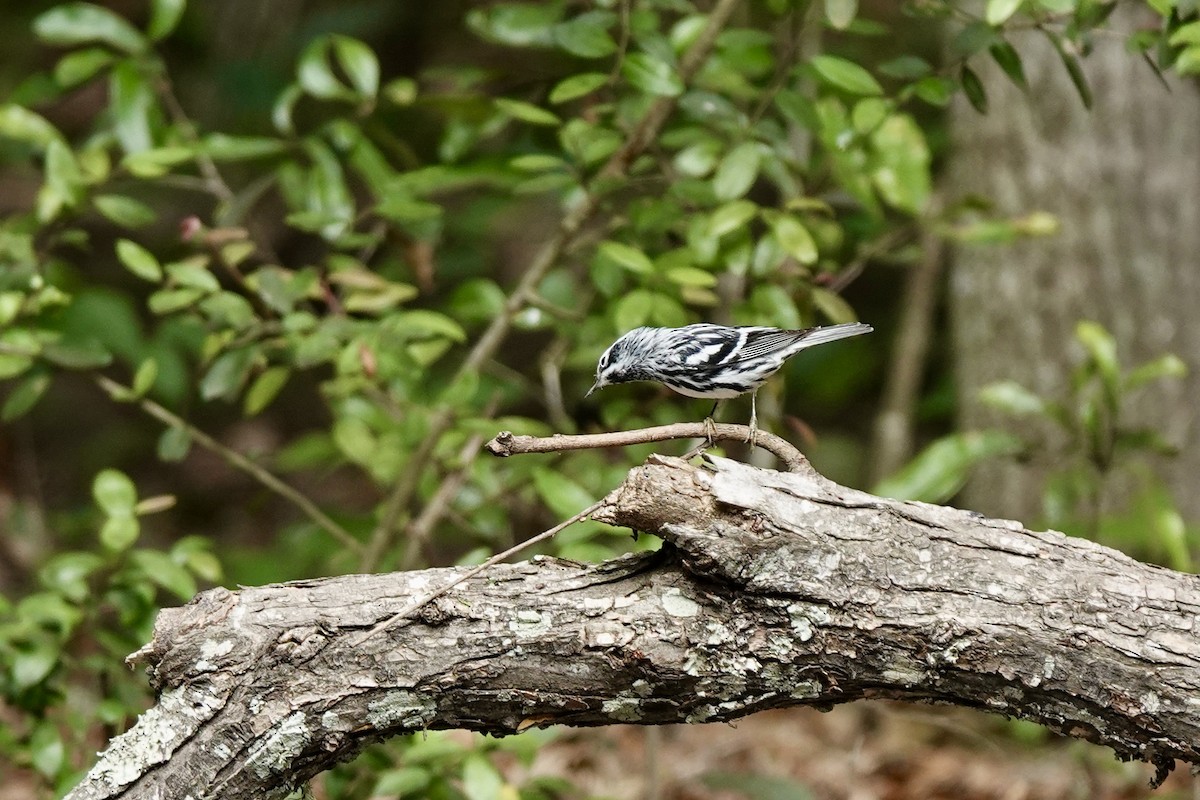 Black-and-white Warbler - Bob Greenleaf