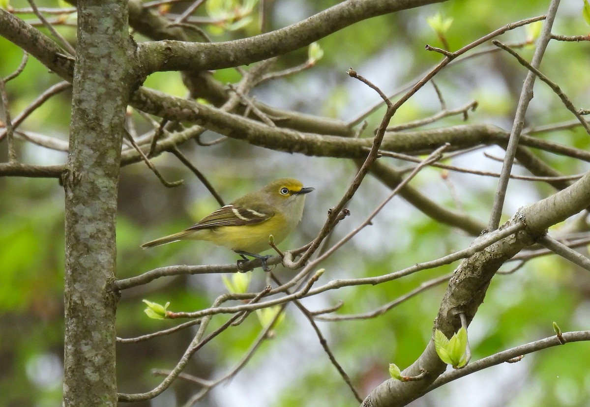 Ak Gözlü Vireo - ML618307542