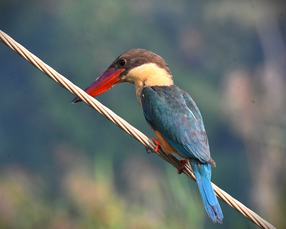 Stork-billed Kingfisher - mathew thekkethala