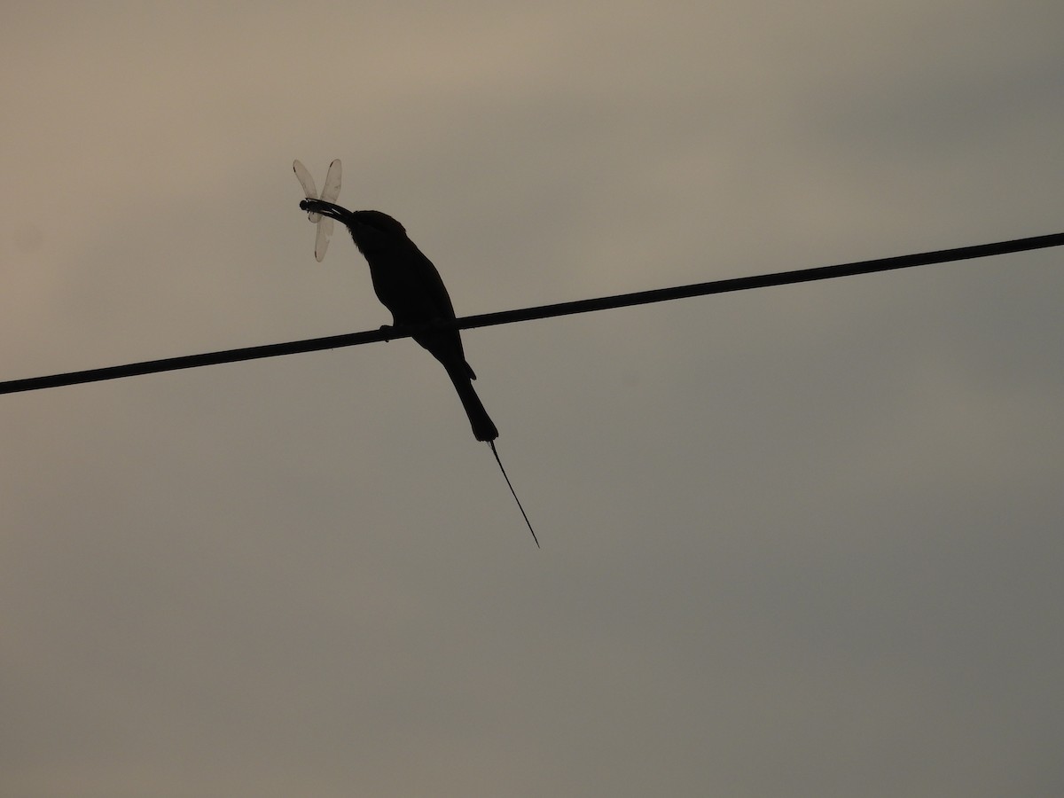 Asian Green Bee-eater - ML618307558