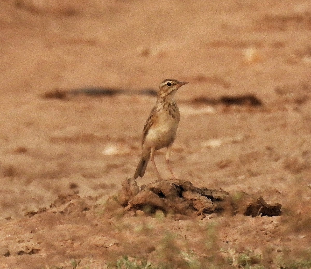 Paddyfield Pipit - ML618307561