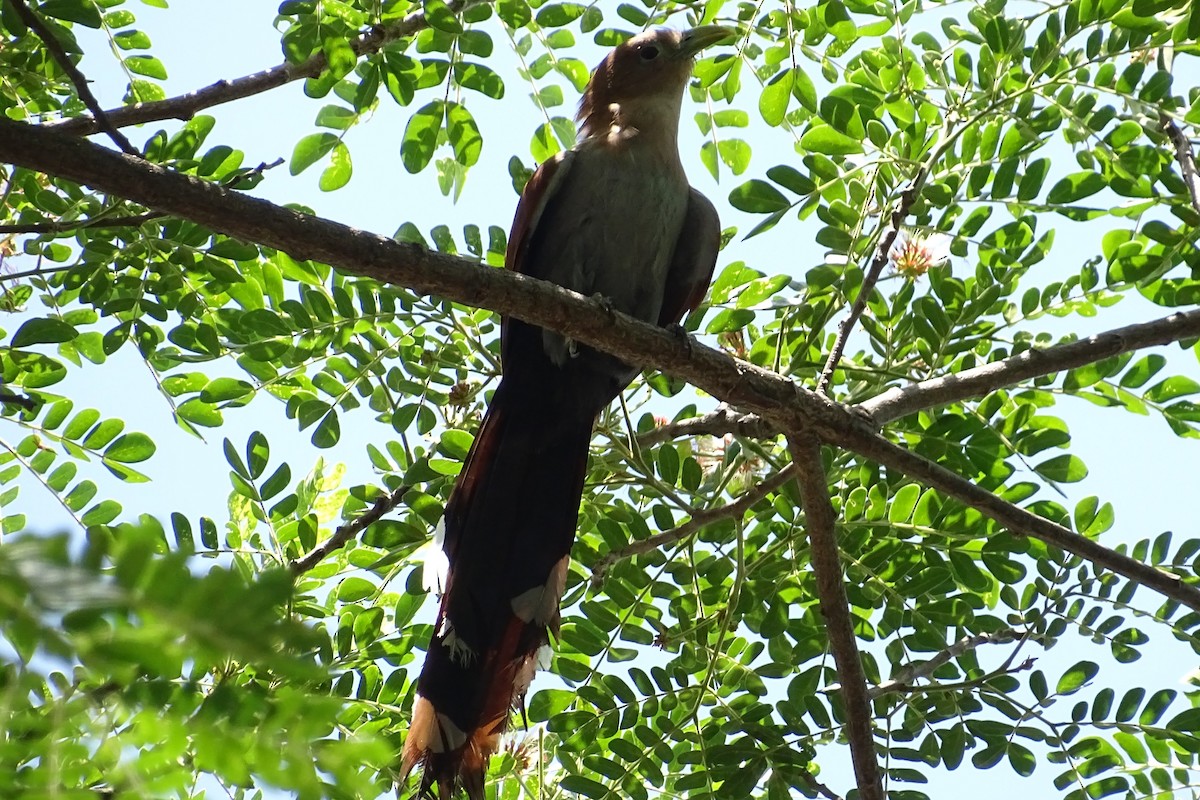 Squirrel Cuckoo - ML618307563