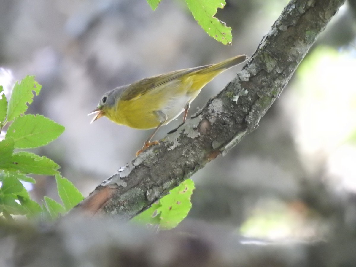 Nashville Warbler - ML618307589