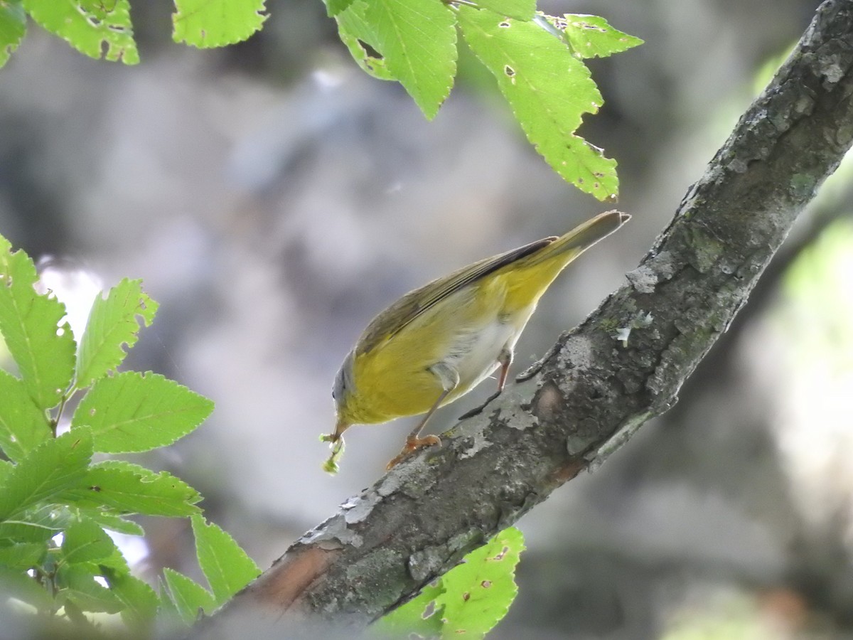 Nashville Warbler - Joseph Aubert