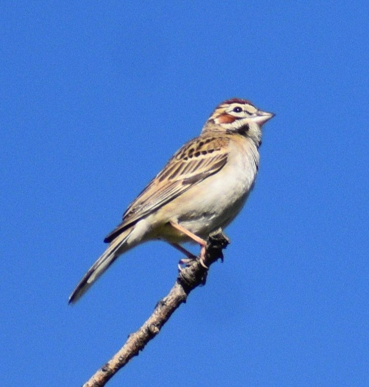 Lark Sparrow - Fred Werner