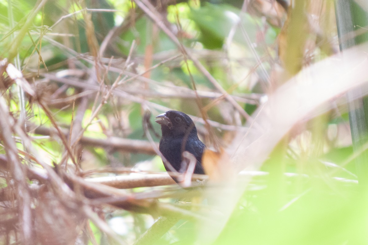 Carrizal Seedeater - Carlos Peñaloza