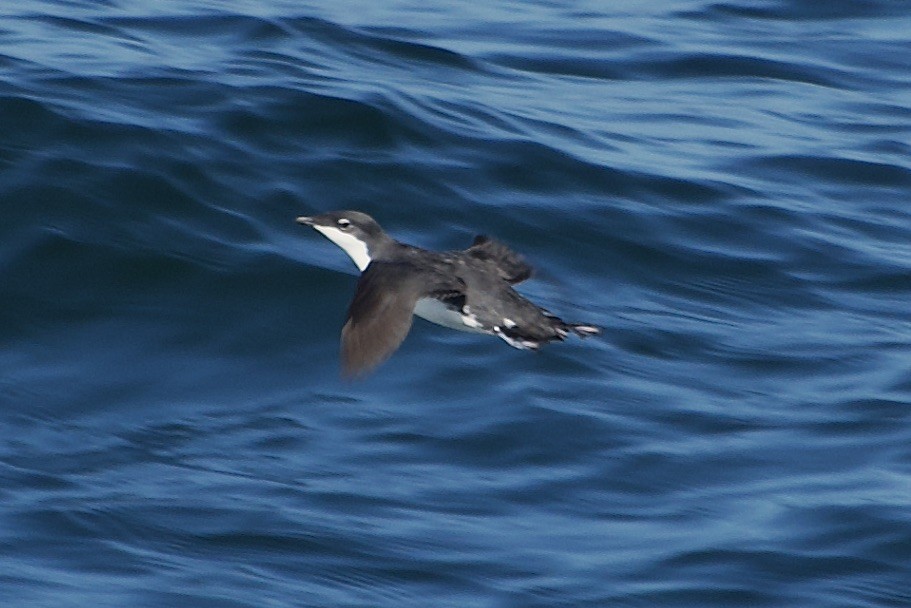 Scripps's Murrelet - Craig Robson