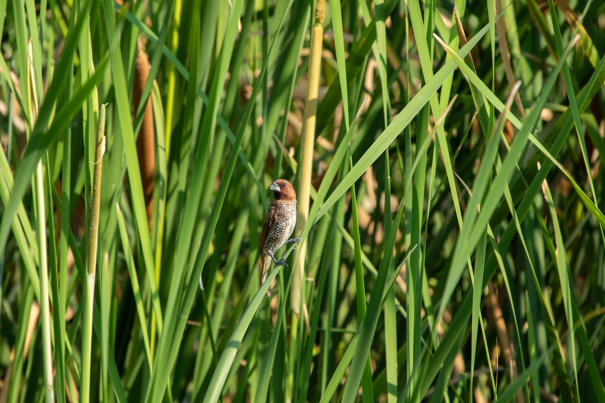 Scaly-breasted Munia - ML618307730