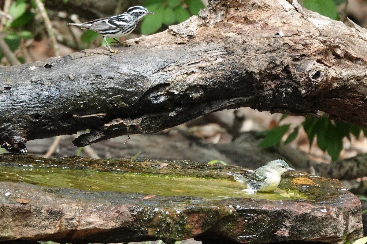 Cerulean Warbler - Bob Greenleaf