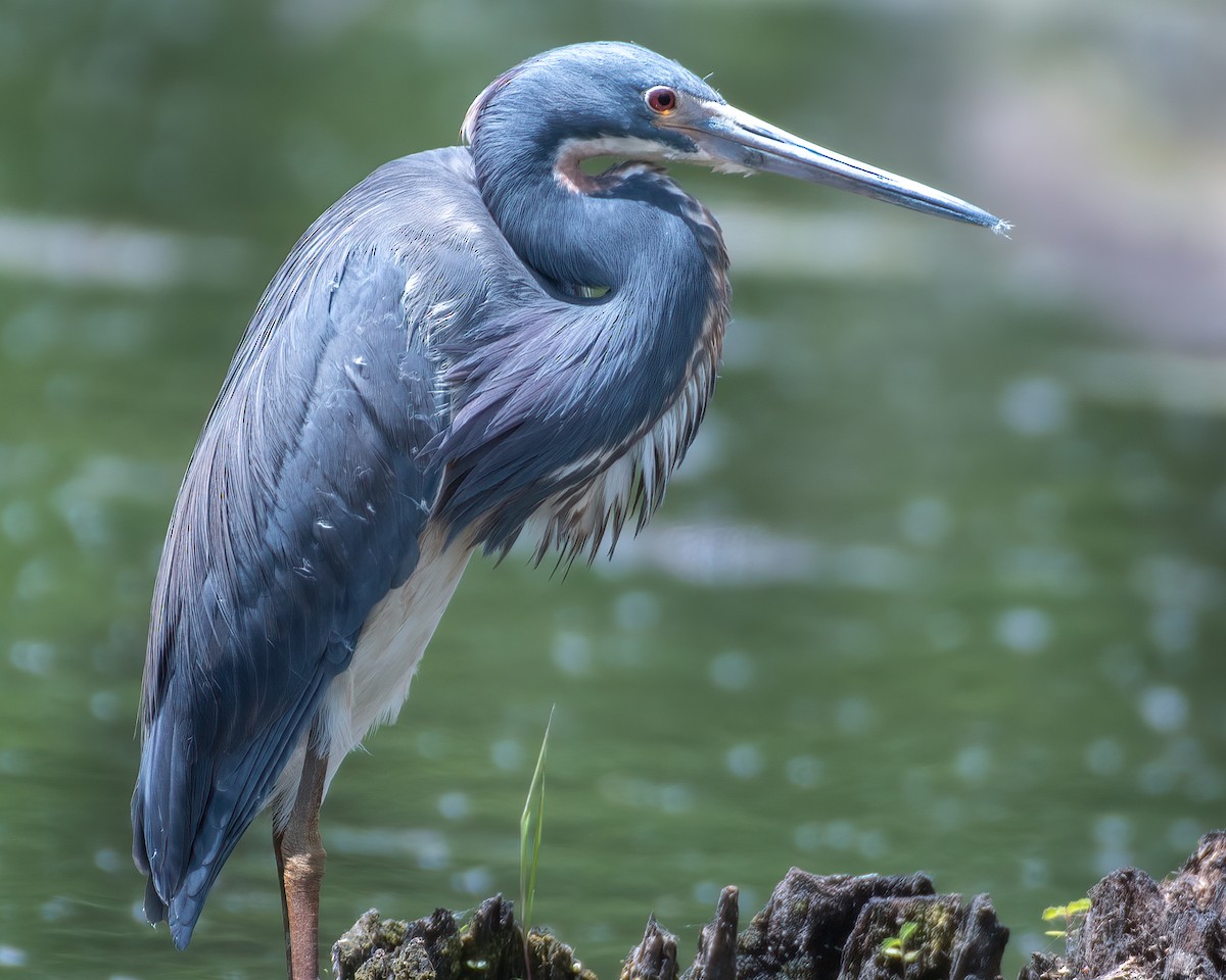 Tricolored Heron - ML618307747