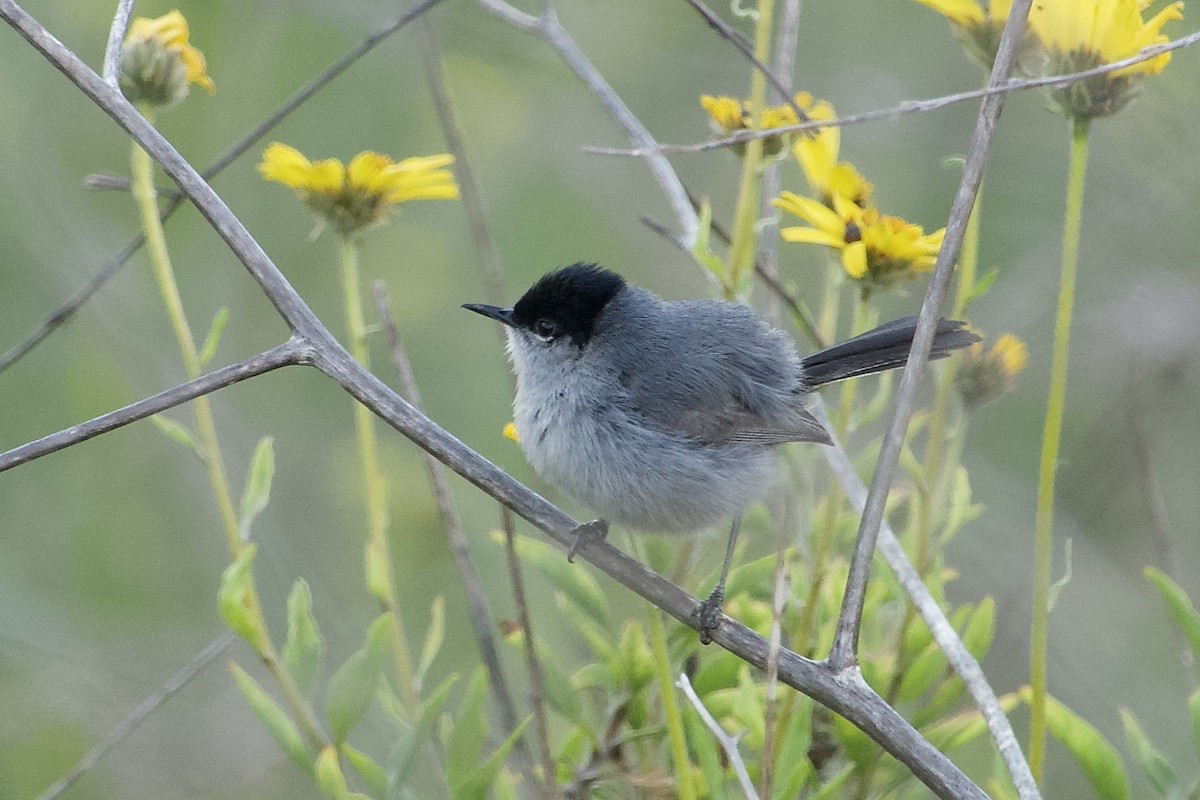 California Gnatcatcher - Craig Robson