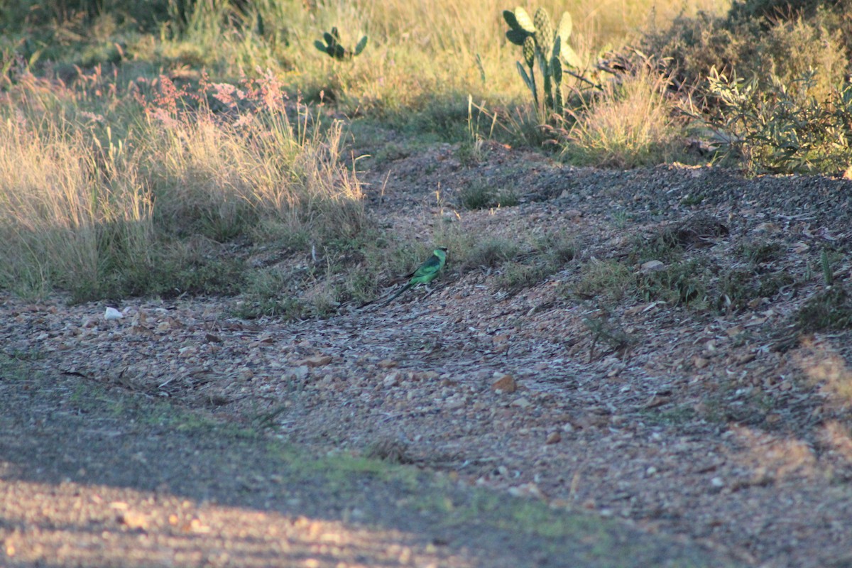 Australian Ringneck - Max Cornejo Rodriguez