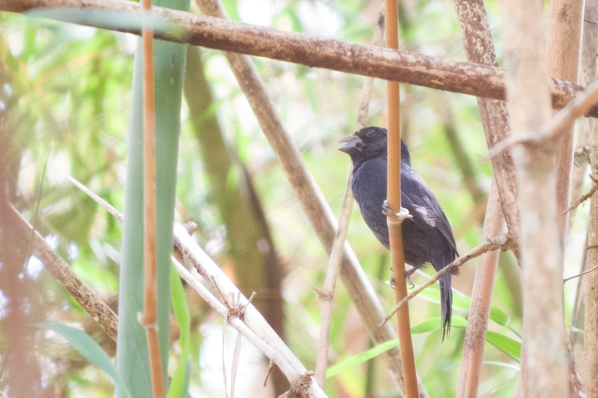 Carrizal Seedeater - ML618307797