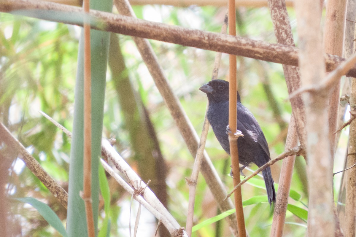 Carrizal Seedeater - Carlos Peñaloza