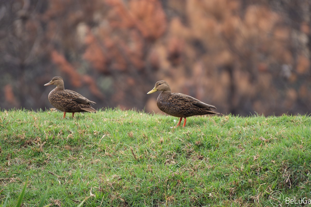 Mexican Duck - ML618307824