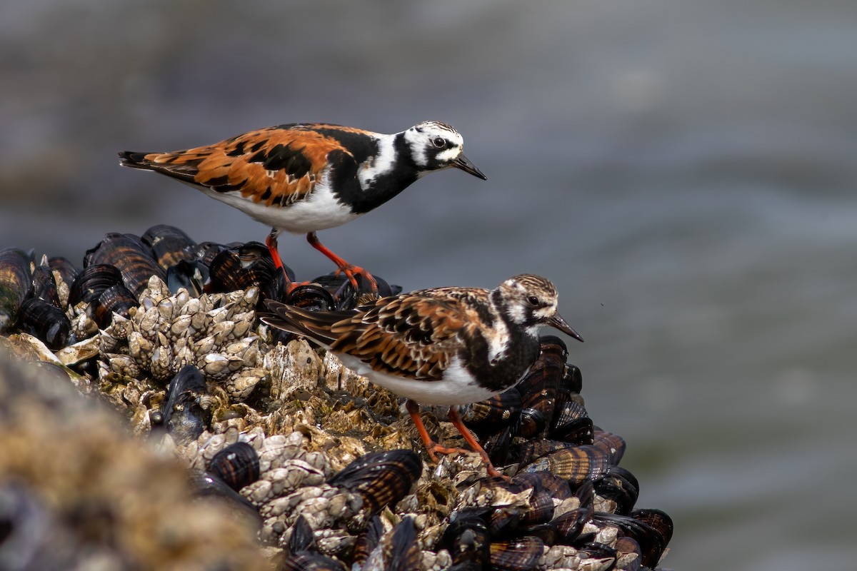 Ruddy Turnstone - ML618307849