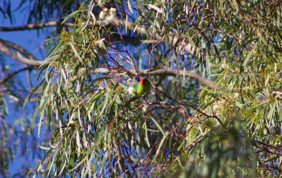 Little Lorikeet - Max Cornejo Rodriguez